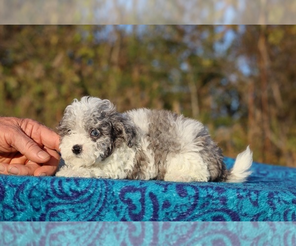 Medium Photo #3 Goldendoodle (Miniature) Puppy For Sale in DYERSBURG, TN, USA