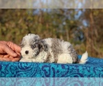 Small #2 Goldendoodle (Miniature)
