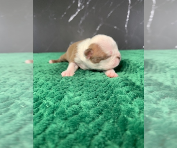 Medium Photo #15 Boston Terrier Puppy For Sale in TULARE, CA, USA