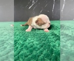 Small Photo #15 Boston Terrier Puppy For Sale in TULARE, CA, USA