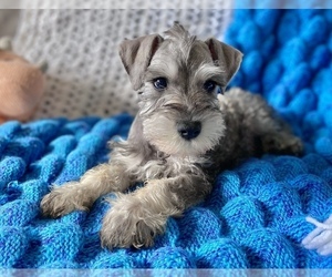 Schnauzer (Miniature) Puppy for sale in COLORADO SPRINGS, CO, USA