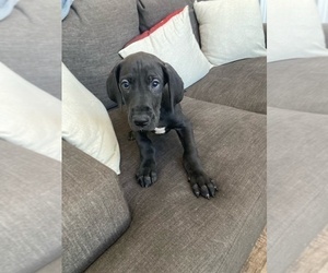 Great Dane Puppy for sale in CARLISLE, OH, USA