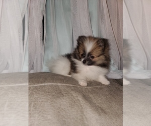 Pomeranian Puppy for sale in GOSHEN, IN, USA