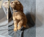 Small Photo #1 Doodle-Poodle (Standard) Mix Puppy For Sale in DESTIN, FL, USA