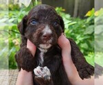 Small #5 F2 Aussiedoodle