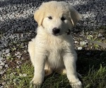 Small #1 Great Pyrenees