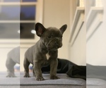 Small Photo #16 French Bulldog Puppy For Sale in CHARLESTON, IL, USA