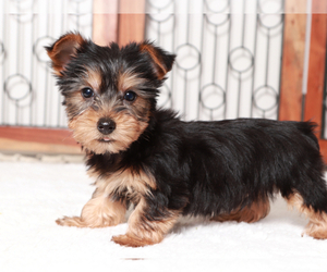 Yorkshire Terrier Puppy for Sale in NAPLES, Florida USA