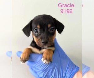 Beagle-Unknown Mix Dogs for adoption in New York, NY, USA