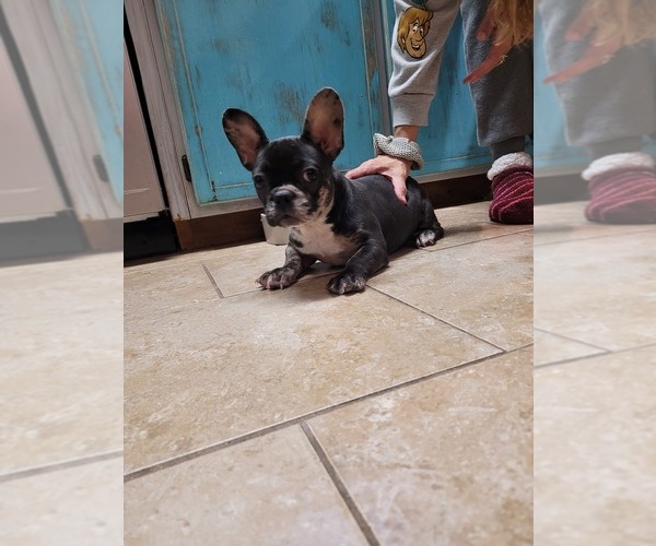Medium Photo #4 French Bulldog Puppy For Sale in PANAMA CITY BEACH, FL, USA