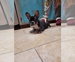 Small Photo #4 French Bulldog Puppy For Sale in PANAMA CITY BEACH, FL, USA