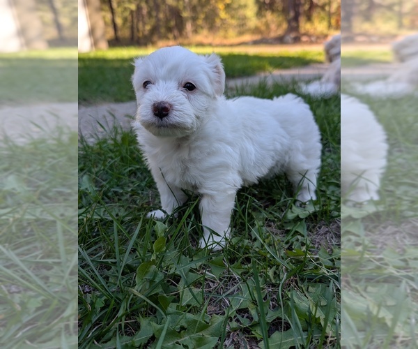 Medium Photo #6 Aussiedoodle Miniature  Puppy For Sale in SPIRIT LAKE, ID, USA