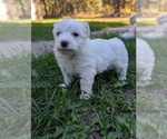 Small Photo #6 Aussiedoodle Miniature  Puppy For Sale in SPIRIT LAKE, ID, USA
