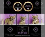 Small Photo #2 French Bulldog Puppy For Sale in WARSAW, IN, USA