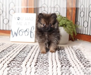 Pomeranian Puppy for sale in NAPLES, FL, USA