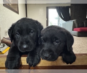 Labrador Retriever Puppy for sale in FREMONT, WI, USA