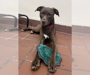 Labrador Retriever-Unknown Mix Dogs for adoption in Jefferson, NJ, USA