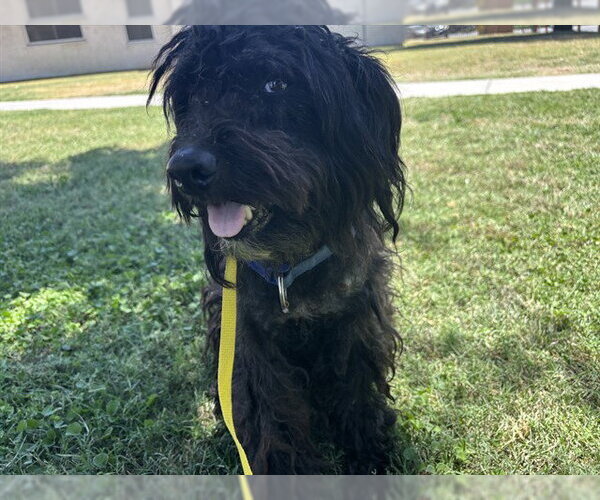 Medium Photo #1 Poodle (Miniature) Puppy For Sale in Bakersfield, CA, USA