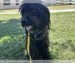 Small Poodle (Miniature)