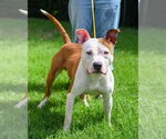 Small #7 American Pit Bull Terrier