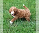 Small #3 Goldendoodle (Miniature)