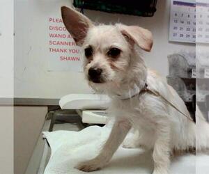 Mutt Dogs for adoption in Martinez, CA, USA