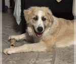 Small Great Pyrenees Mix