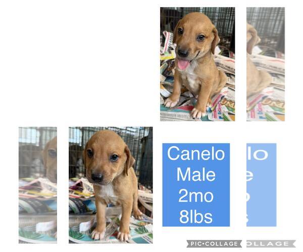 Medium Photo #3 Labrador Retriever-Unknown Mix Puppy For Sale in Virginia Beach, VA, USA