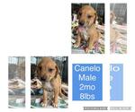 Small #2 Labrador Retriever Mix