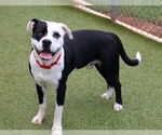 Small #2 American Staffordshire Terrier-Labrador Retriever Mix