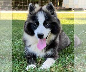 Pomsky-Poogle Mix Puppy for sale in CHINO, CA, USA