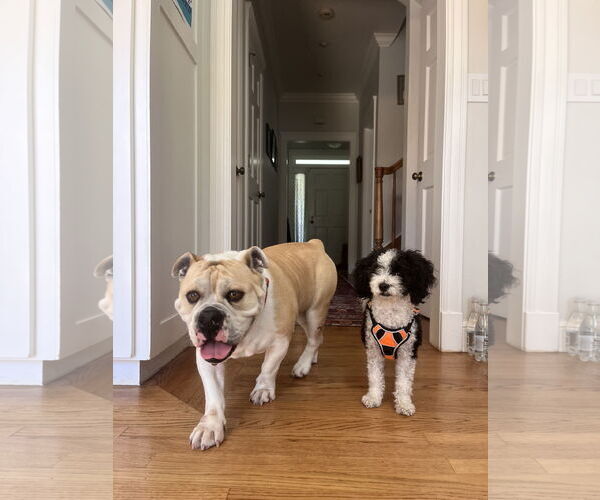 Medium Photo #5 Bulldog Puppy For Sale in San Jose, CA, USA