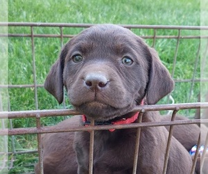 Labrador Retriever Litter for sale in LOVELAND, CO, USA