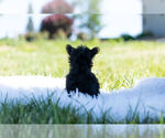 Small Photo #8 Yorkshire Terrier Puppy For Sale in WARSAW, IN, USA