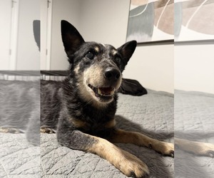 Mutt Dogs for adoption in Stratham, NH, USA