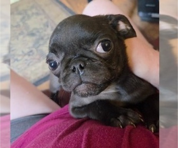 Medium Photo #2 Pug Puppy For Sale in HILLSDALE, MI, USA