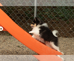 Small #2 Pomeranian