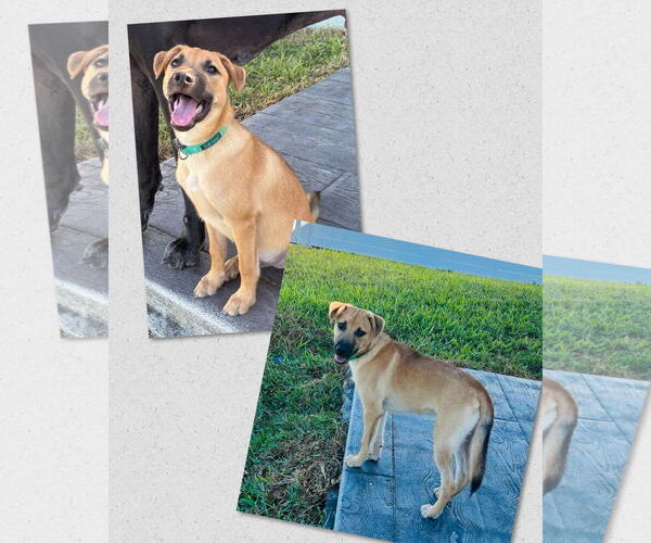 Medium Photo #4 Mutt Puppy For Sale in Naples, FL, USA