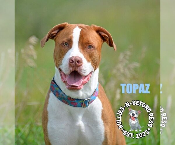 Medium Photo #3 American Bulldog Puppy For Sale in Omaha, NE, USA