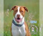 Small #2 American Bulldog