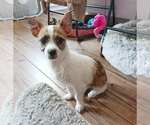 Small #1 Chihuahua-Parson Russell Terrier Mix