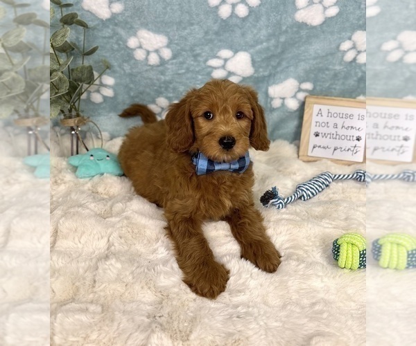 Medium Photo #4 Goldendoodle mix (+ Poodle Miniature) Puppy For Sale in NOBLESVILLE, IN, USA