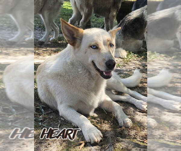 Medium Photo #2 Siberian Husky-Unknown Mix Puppy For Sale in Severn, MD, USA