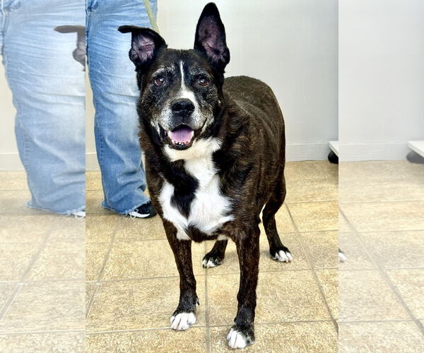 Medium Photo #3 American Staffordshire Terrier-Unknown Mix Puppy For Sale in Pittsburgh, PA, USA