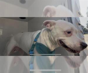 Mutt Dogs for adoption in Houston, TX, USA