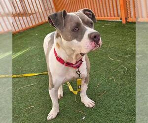 Mutt Dogs for adoption in Las Vegas, NV, USA