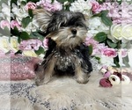 Small Photo #17 Yorkshire Terrier Puppy For Sale in HAYWARD, CA, USA