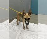 Small German Shepherd Dog Mix