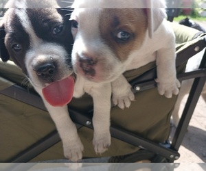 American Pit Bull Terrier Puppy for sale in SAGINAW, MI, USA