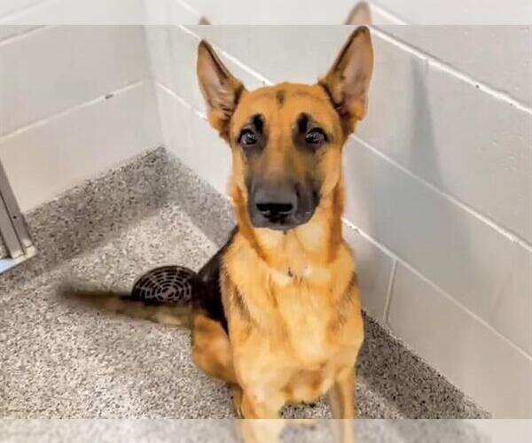 Medium Photo #2 German Shepherd Dog Puppy For Sale in Houston, TX, USA